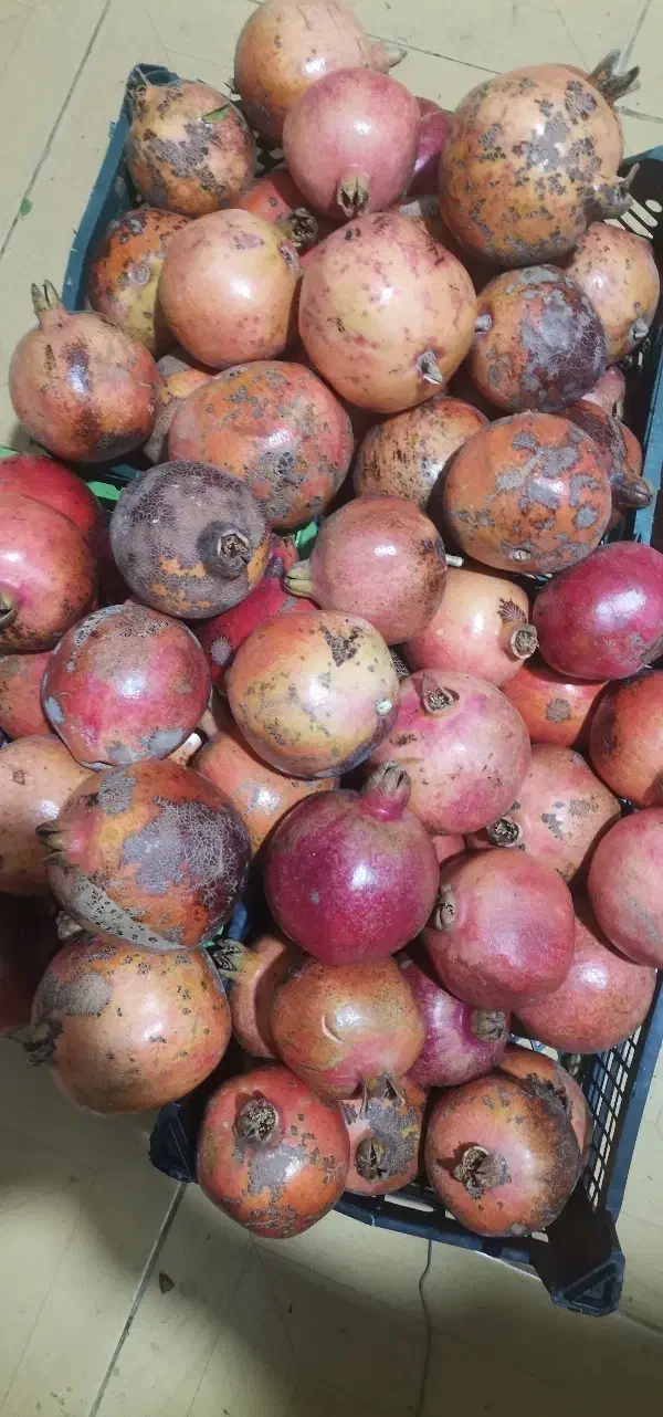 انار درجه یک  خوردنی و انار ربی موجود|حراج|گنبد کاووس, |دیوار