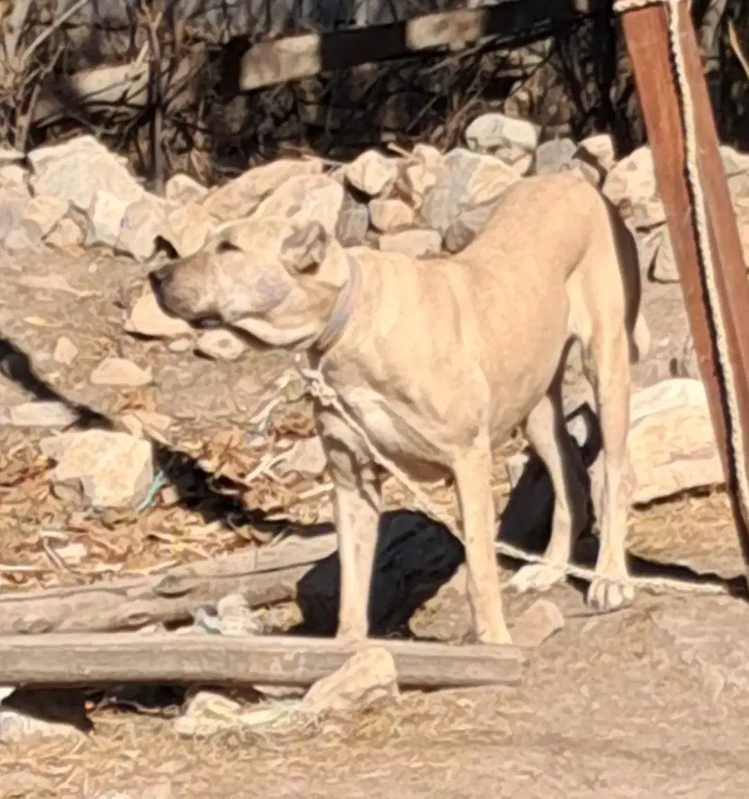 واگذاری ماده سرابی درج یک قد ۸۰ دوساله|سگ|اردبیل, |دیوار