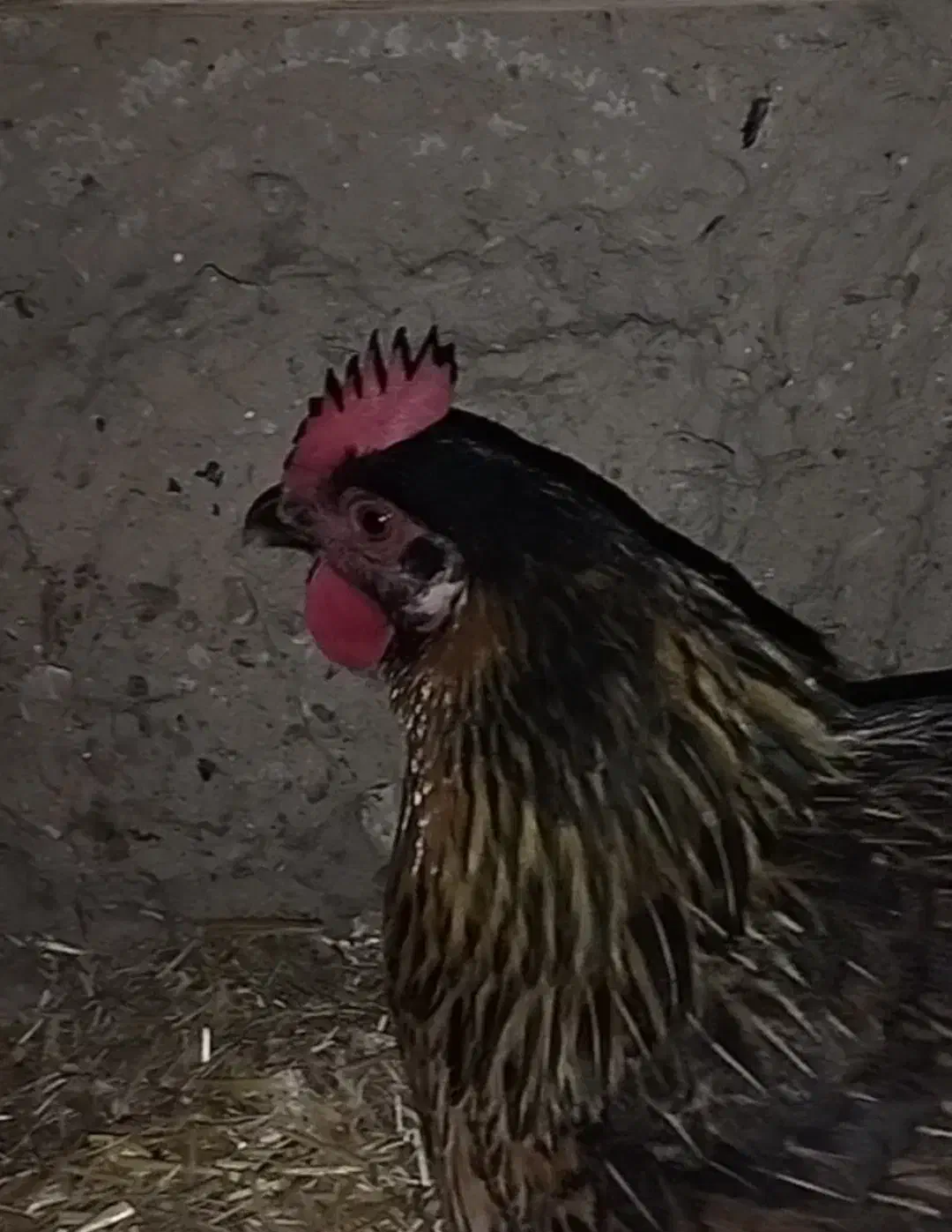 مرغ کرچ ،مرغ کرک، جوجه کشی طبیعی|حیوانات مزرعه|استهبان, |دیوار