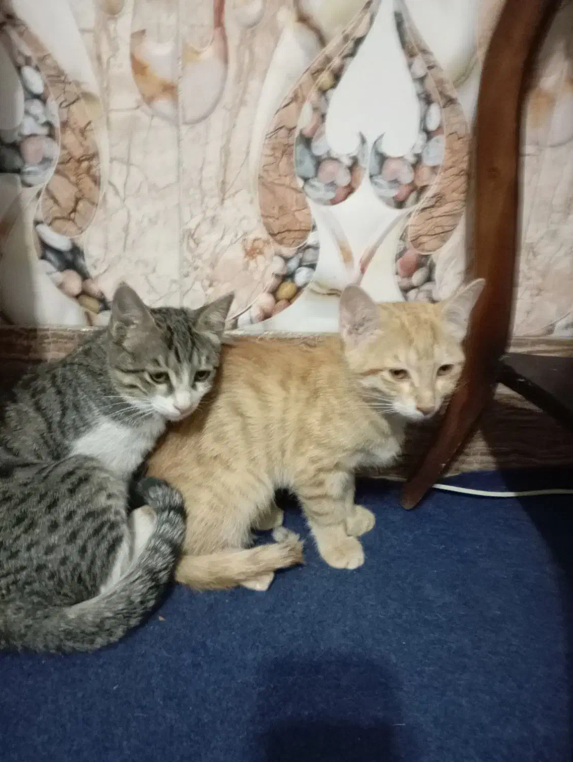 سه تا بچه گربه|گربه|بیرجند, |دیوار