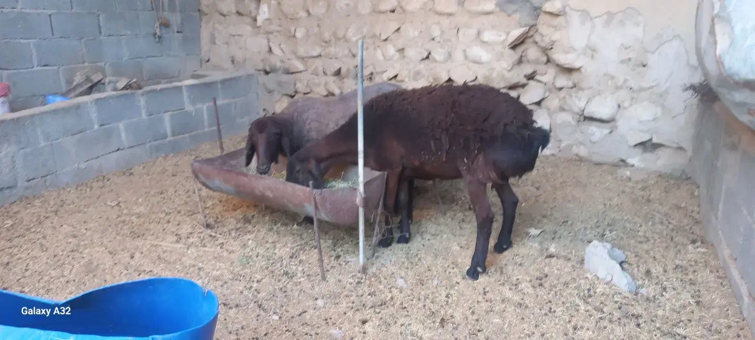 ۲عدد میش نژاد همو خونگیری شده|حیوانات مزرعه|وراوی, |دیوار