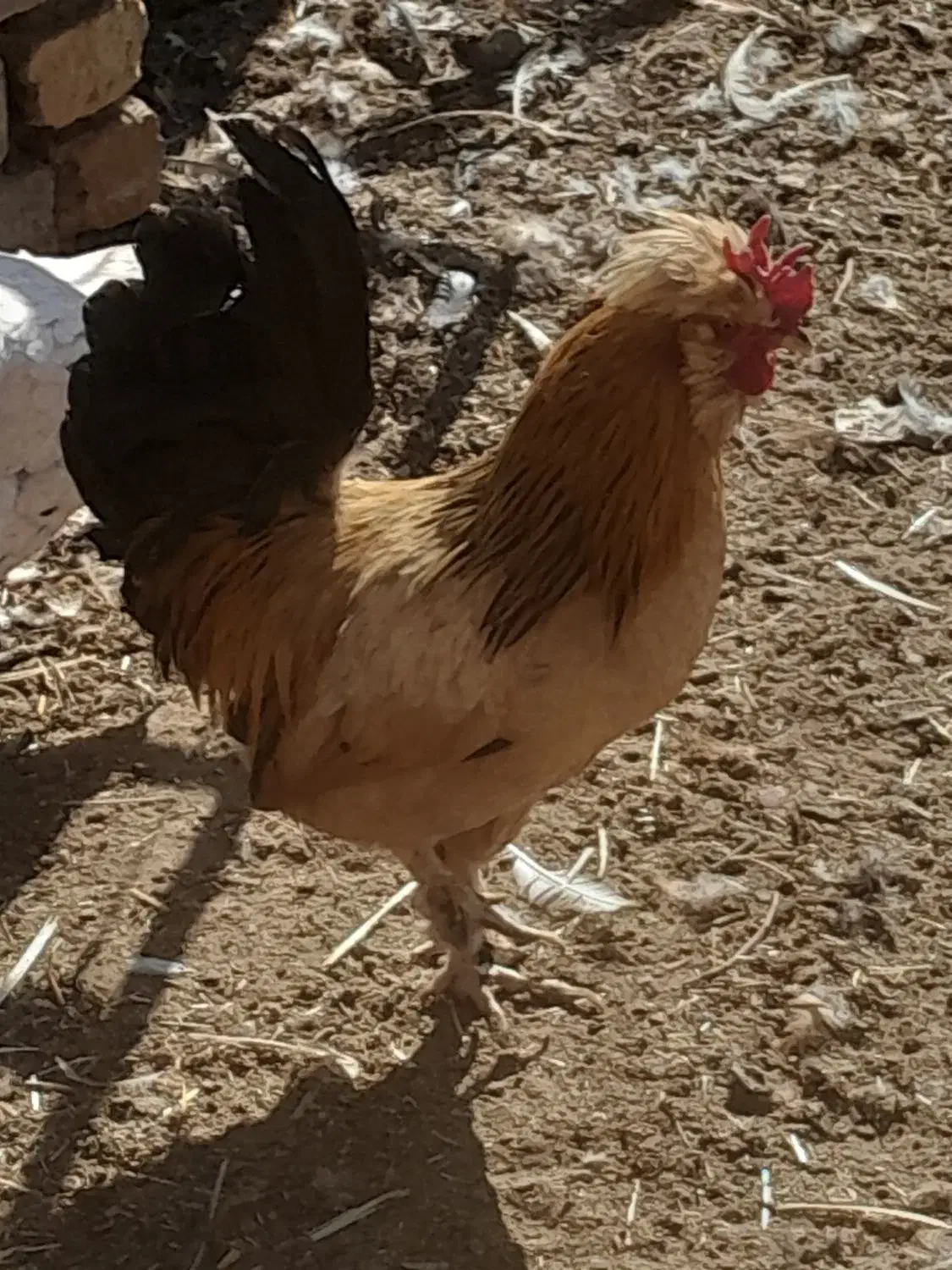 خروس بومی و برهما اصل|حیوانات مزرعه|کاشان, لتحر|دیوار