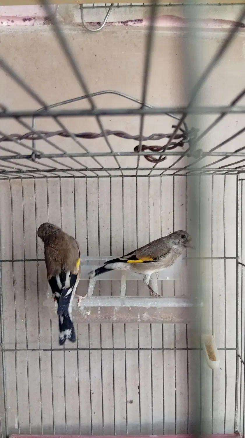 جوجه سهره نر|پرنده|خمینیشهر, |دیوار