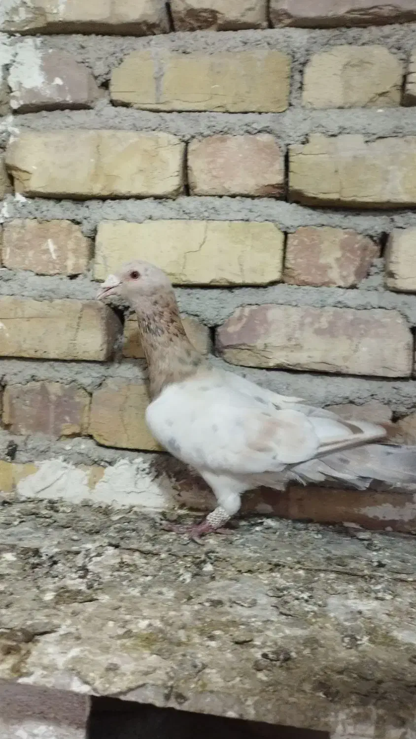 کفتر پرنده|پرنده|قزوین, |دیوار