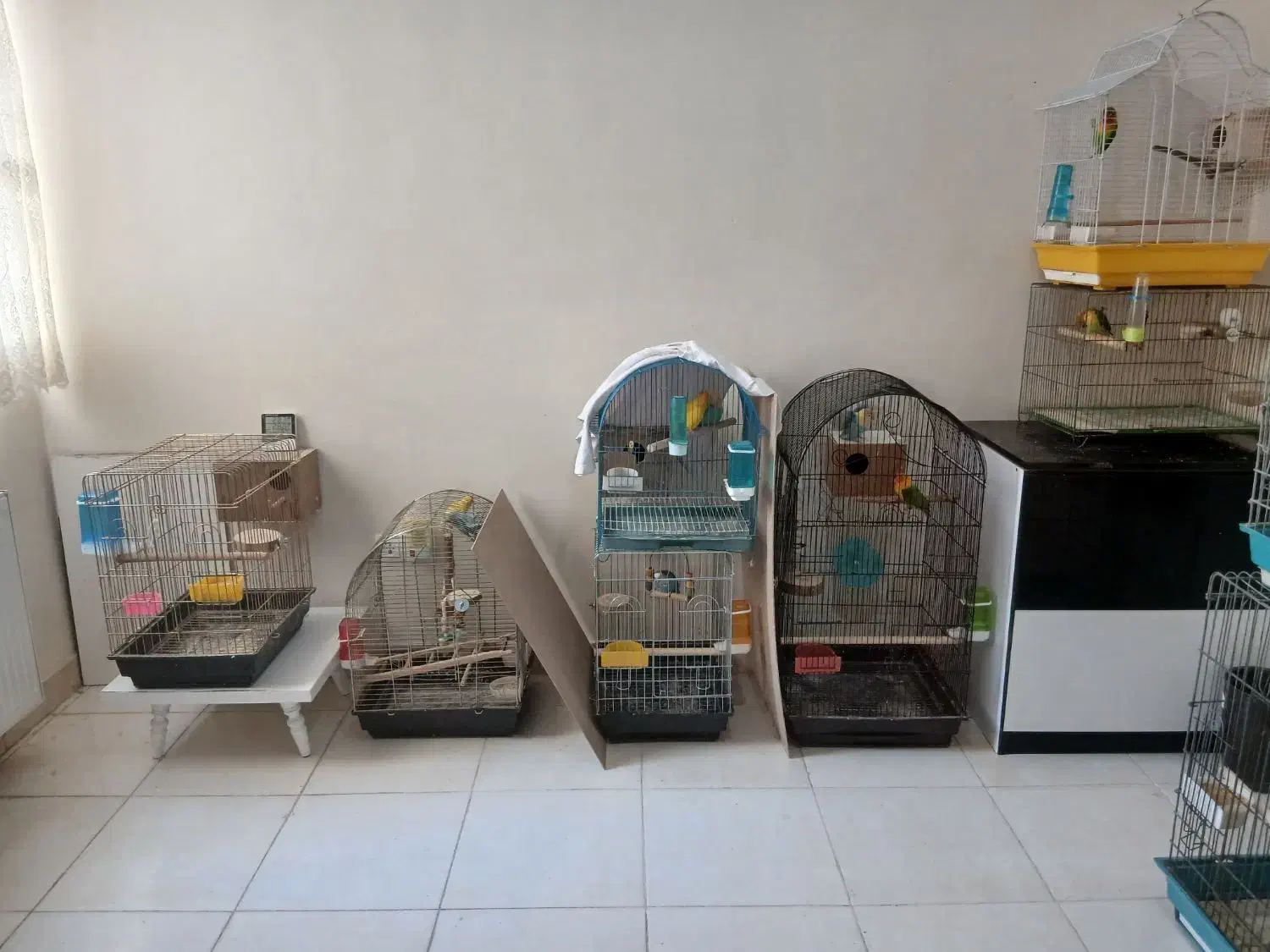 طوطی برزیلی|پرنده|پردیس, فاز ۸|دیوار