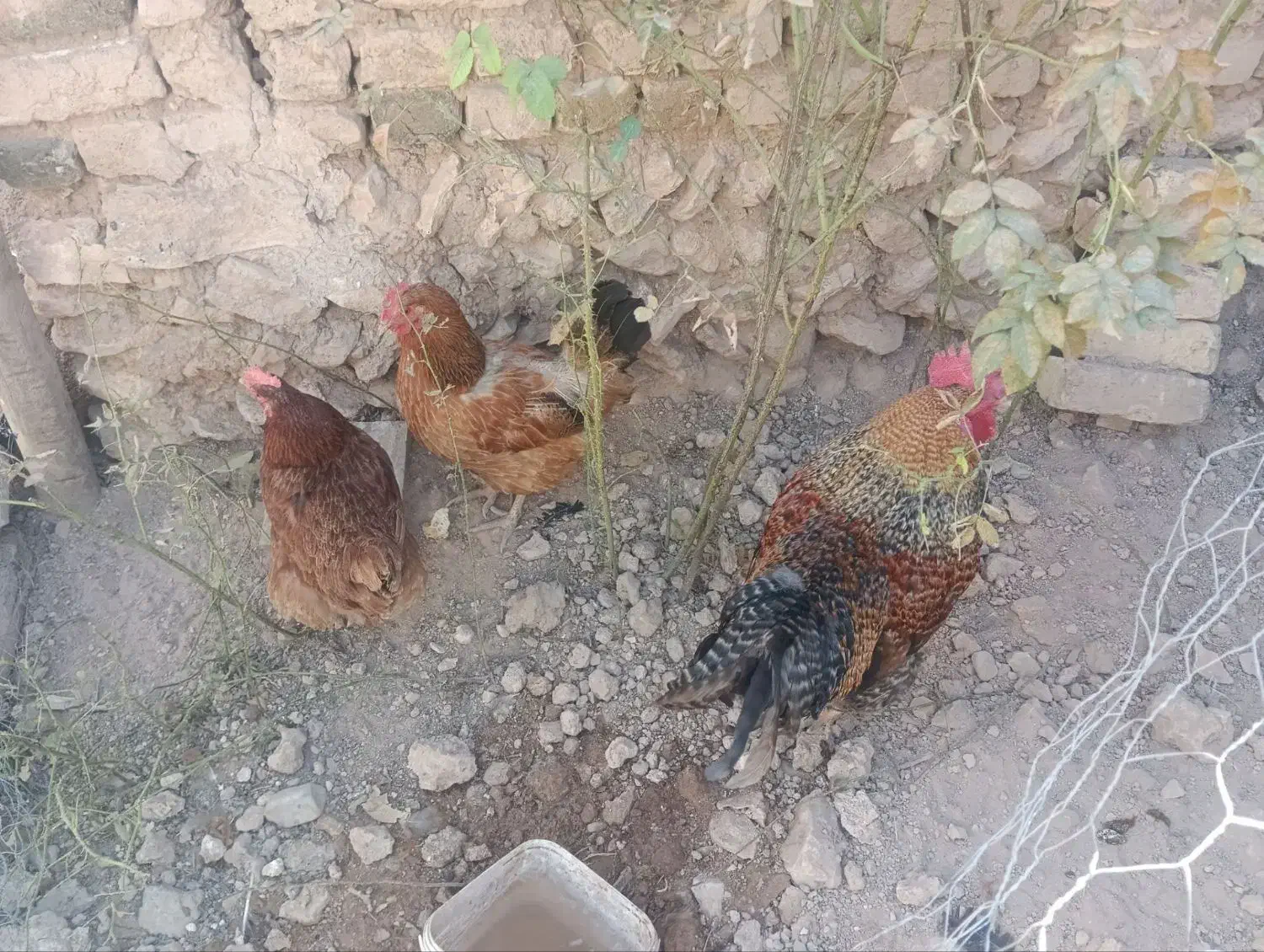 فروش یک خروس خلودری و دو مرغ تخمگذار|حیوانات مزرعه|قیدار, |دیوار