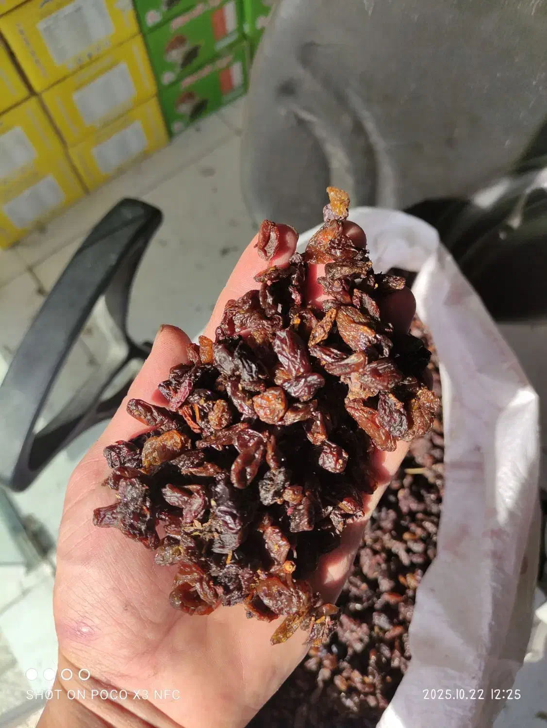 گله آفتابی کاشمر با ضمانت جواب دهی مخصوص آبگیری|خوردنی و آشامیدنی|مشهد, عبادی|دیوار