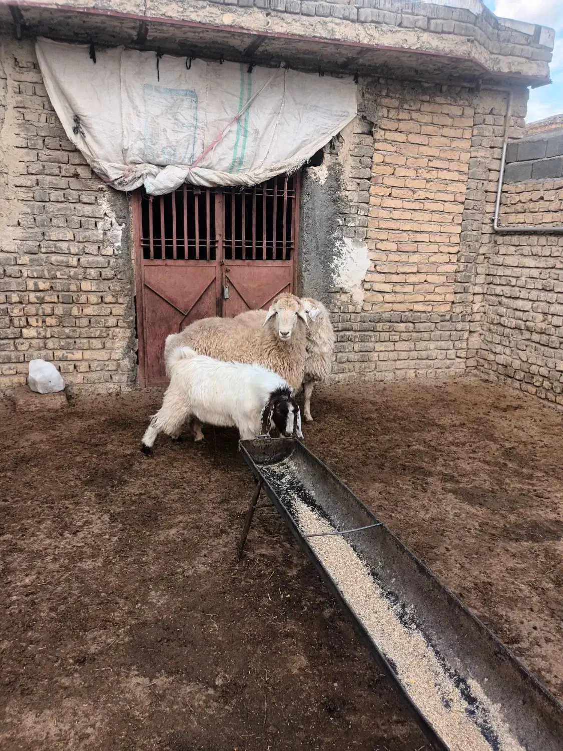 بره قوچ|حیوانات مزرعه|شیروان (خراسان), |دیوار