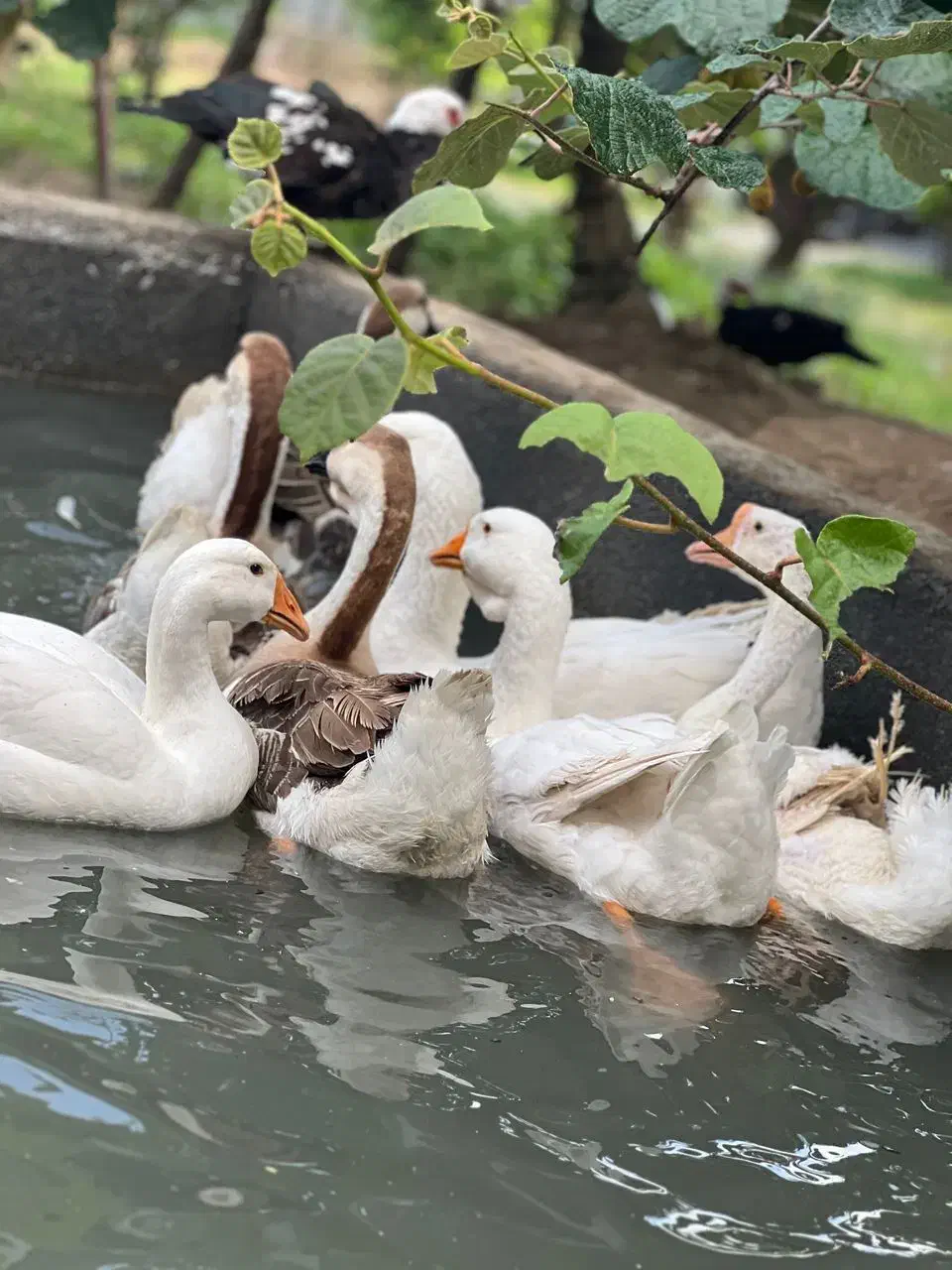 غاز و اردک|حیوانات مزرعه|عباس‌آباد, |دیوار