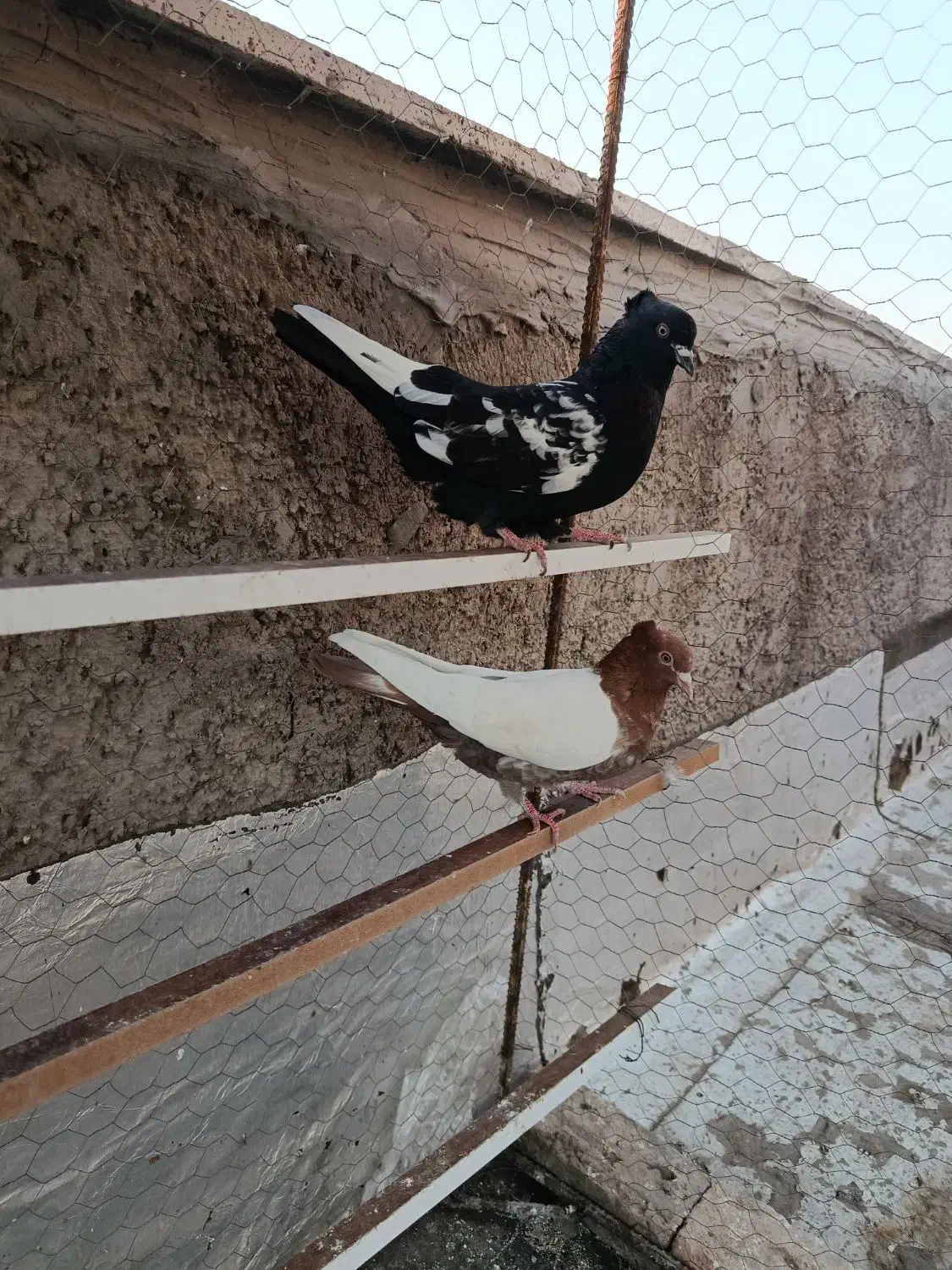 کفتر دورنگ|پرنده|الوند, |دیوار