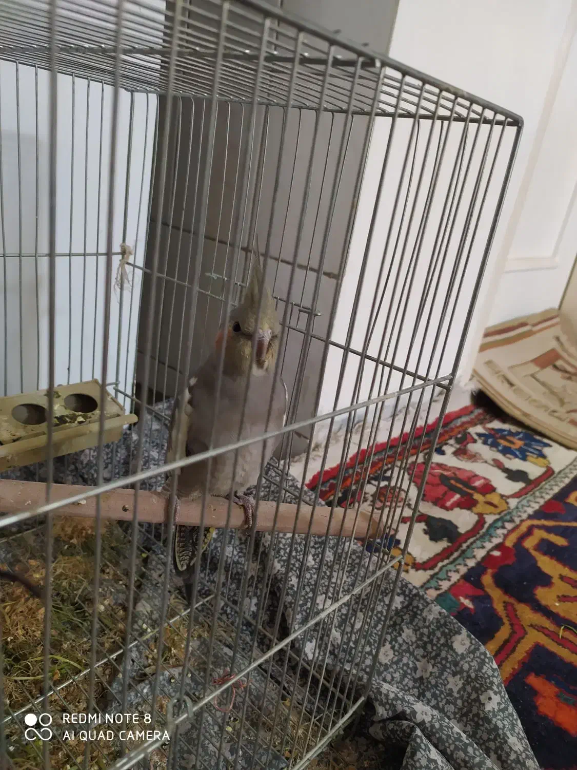 جوجه عروس طوسی|پرنده|اصفهان, سرچشمه|دیوار