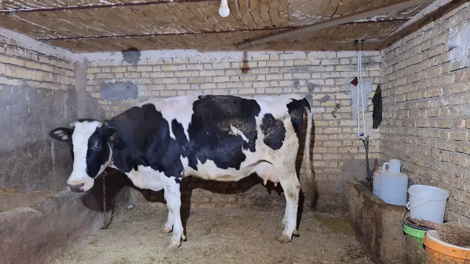 گاو جوان آبستن|حیوانات مزرعه|سجاس رود, |دیوار