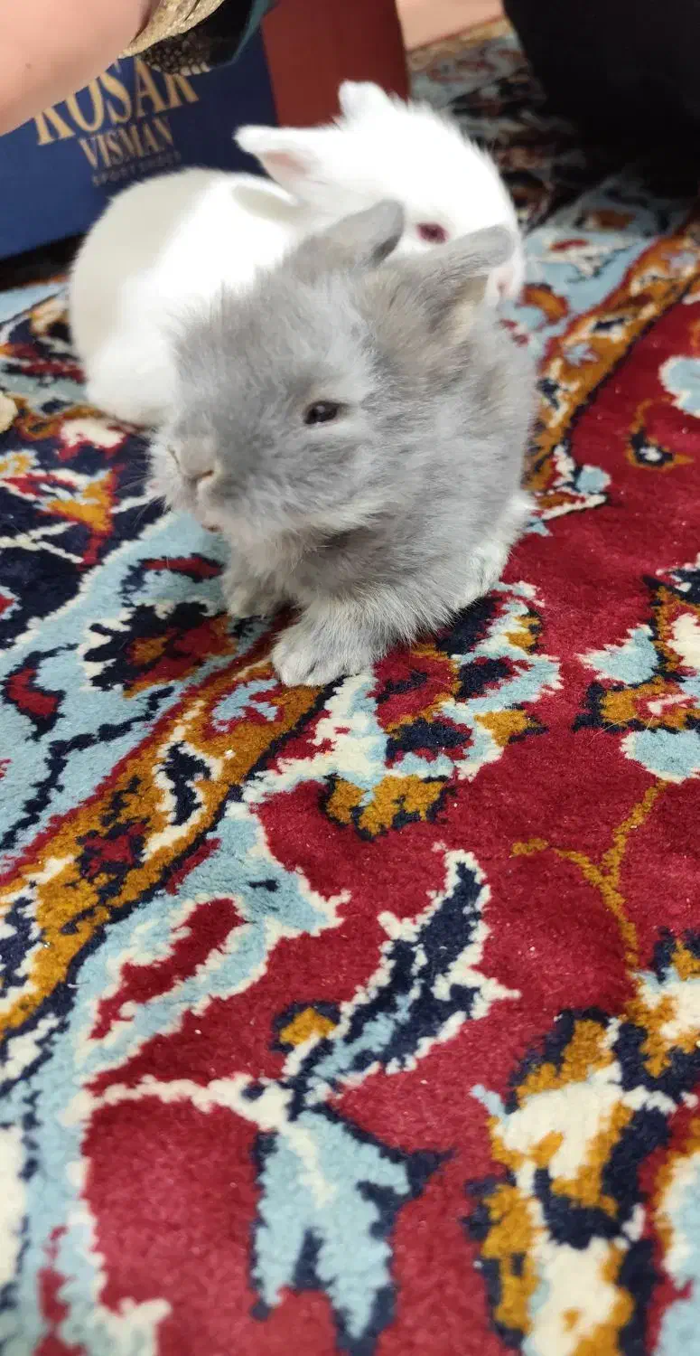 خرگوش کوچیک بازیگوش|موش و خرگوش|تبریز, |دیوار