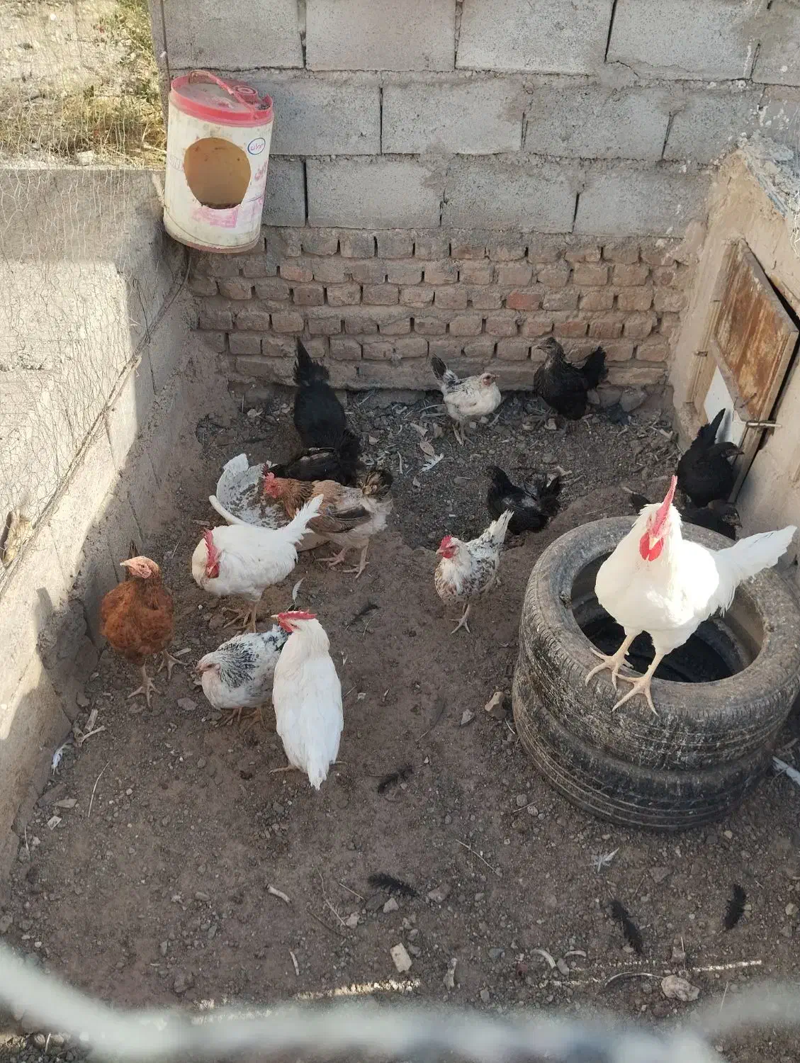 فروش یکجا کفتر و مرغ محلی|پرنده|بیرجند, |دیوار