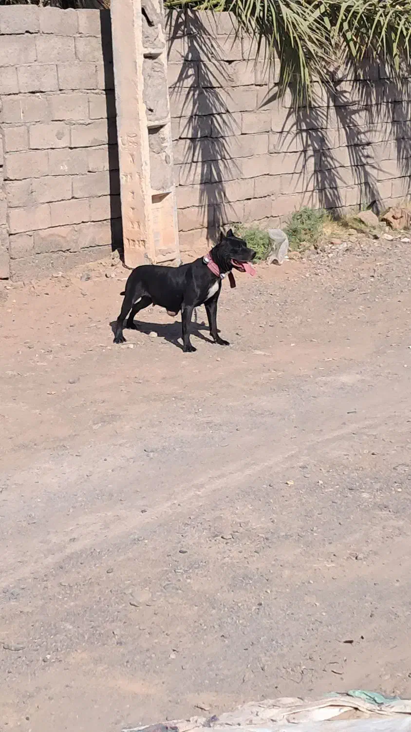 سگ پیت بول|سگ|فهرج, |دیوار