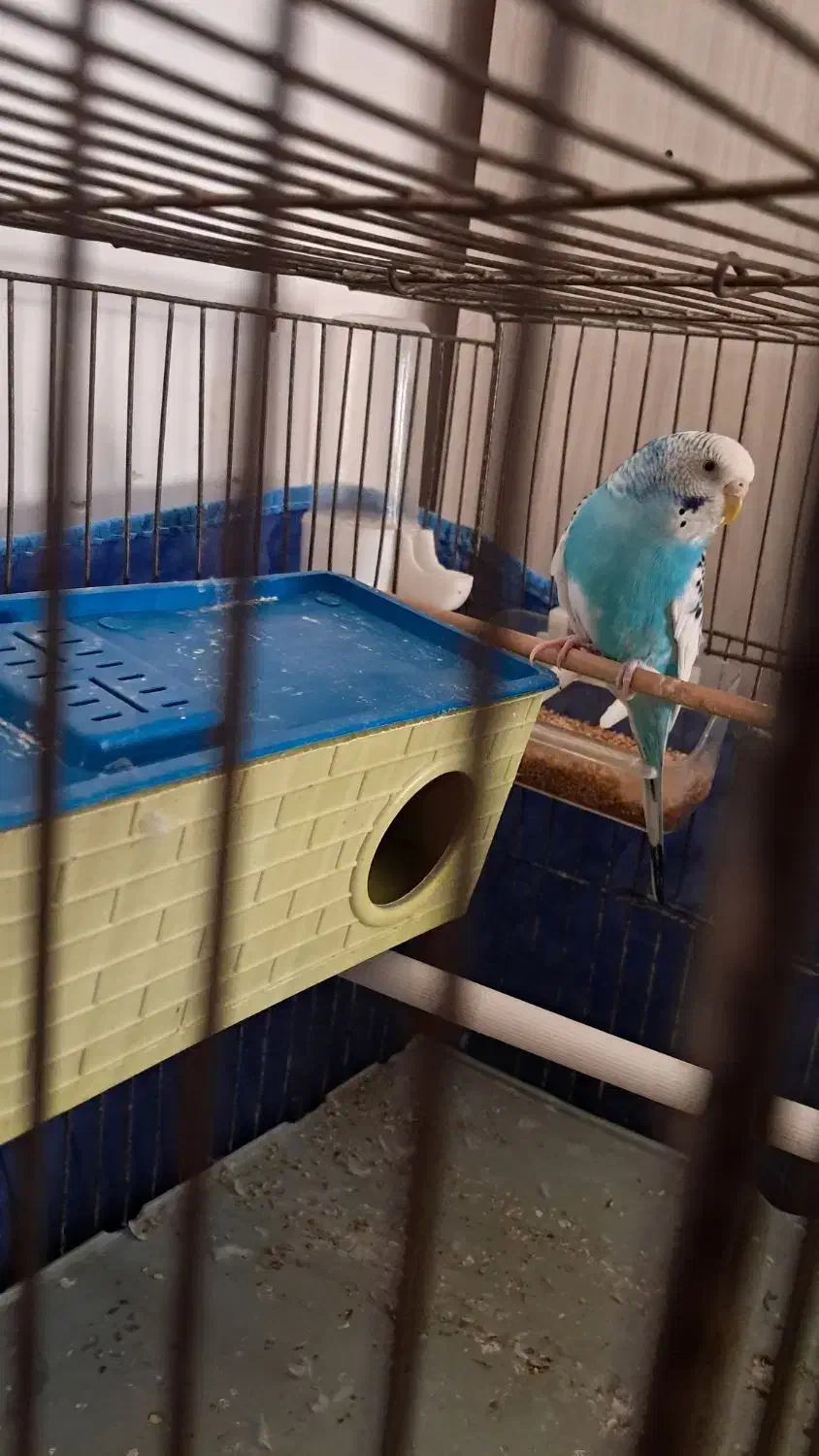 مرغ عشق|پرنده|اردبیل, |دیوار