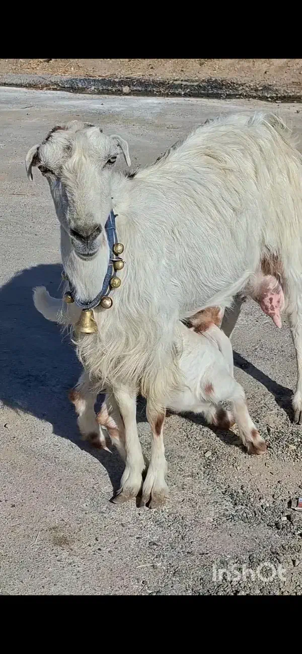 بز سانن کل زایده با بزغاله ماده کل شیرا استثنایی|حیوانات مزرعه|مشهد, فرودگاه|دیوار