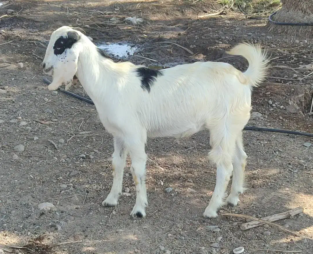 کهره نر فروشی|حیوانات مزرعه|میناب, |دیوار