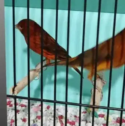 فروش قناری|پرنده|صدرا-فارس, فاز ۱|دیوار