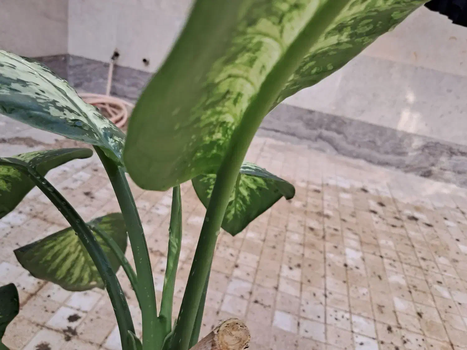 گل طبیعی دیفن باخیا|گل و گیاه طبیعی|گلبهار, شهر جدید گلبهار|دیوار