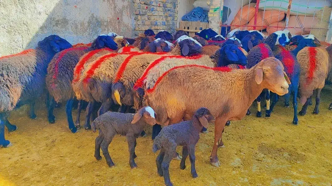 45 میش افشار آبستن جوان معاوضه با ماشین سواری|حیوانات مزرعه|رضویه, |دیوار