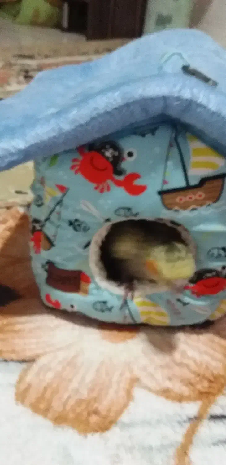 خونه گوگولی عروس و کوتوله|لوازم جانبی حیوانات|مشهد, امیرآباد|دیوار