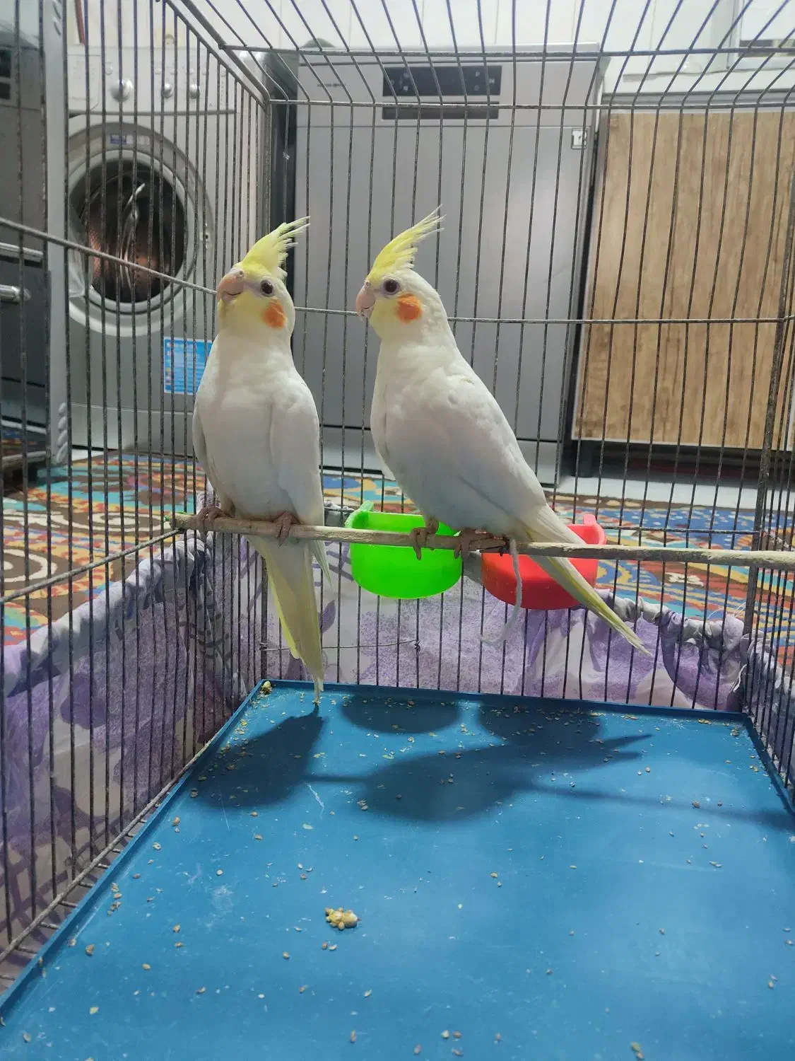 عروسهلندی|پرنده|ری, شهید بهشتی|دیوار