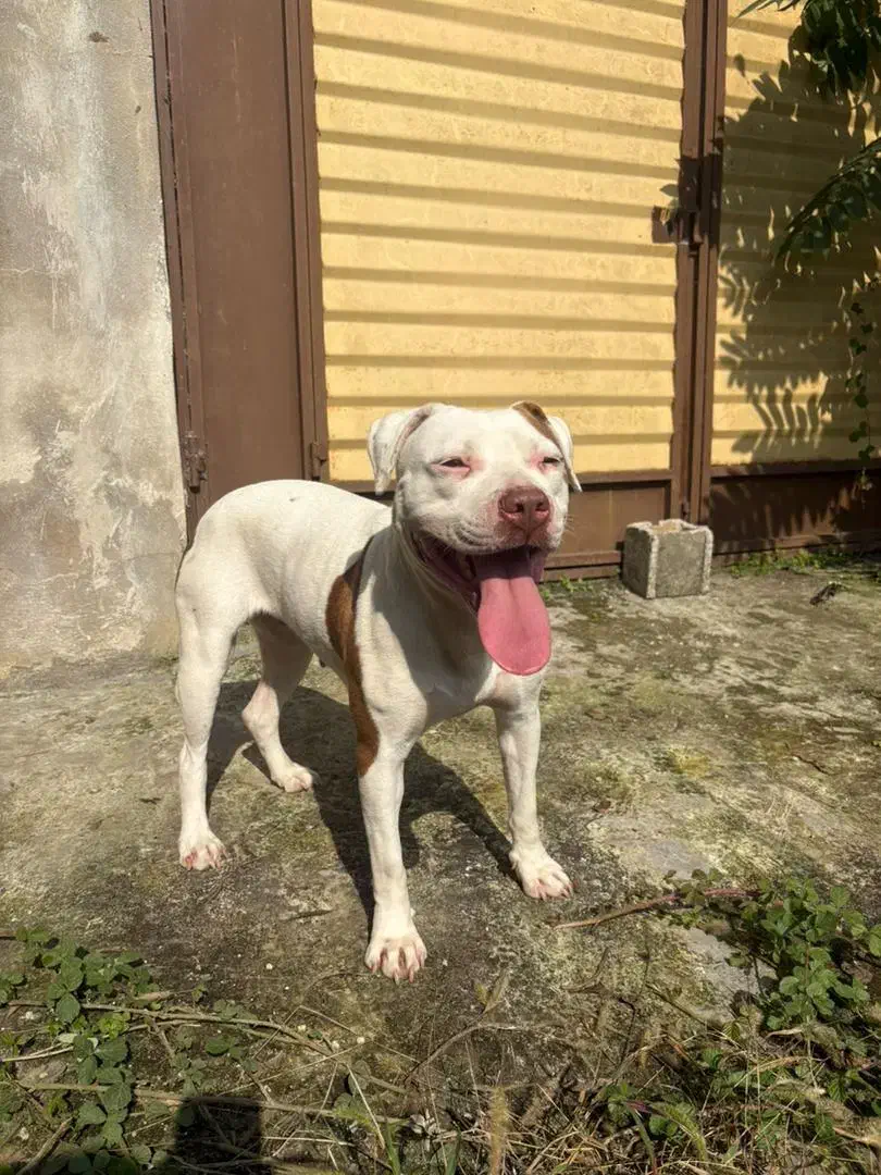 واگذاری سگ پیتبول یه ساله ماده|سگ|بندر انزلی, چهارفریضه|دیوار