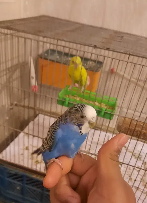 مرغ عشق به همراه وسایل|پرنده|خوی, |دیوار