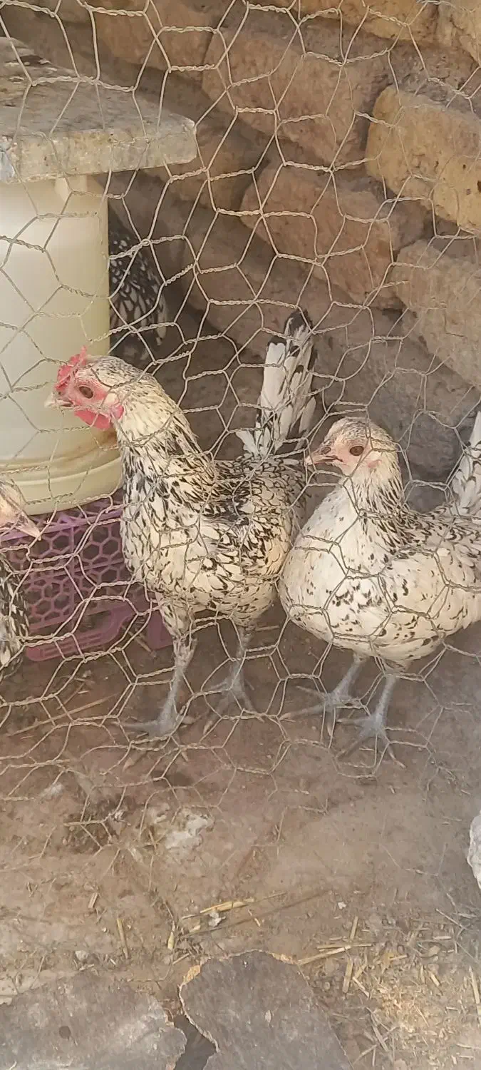 مرغ وخروس سیبرایت مینیاتوری|حیوانات مزرعه|قیدار, |دیوار