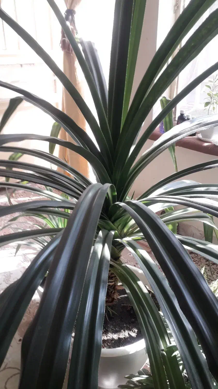 گل پانداتوس|گل و گیاه طبیعی|گلبهار, شهر جدید گلبهار|دیوار