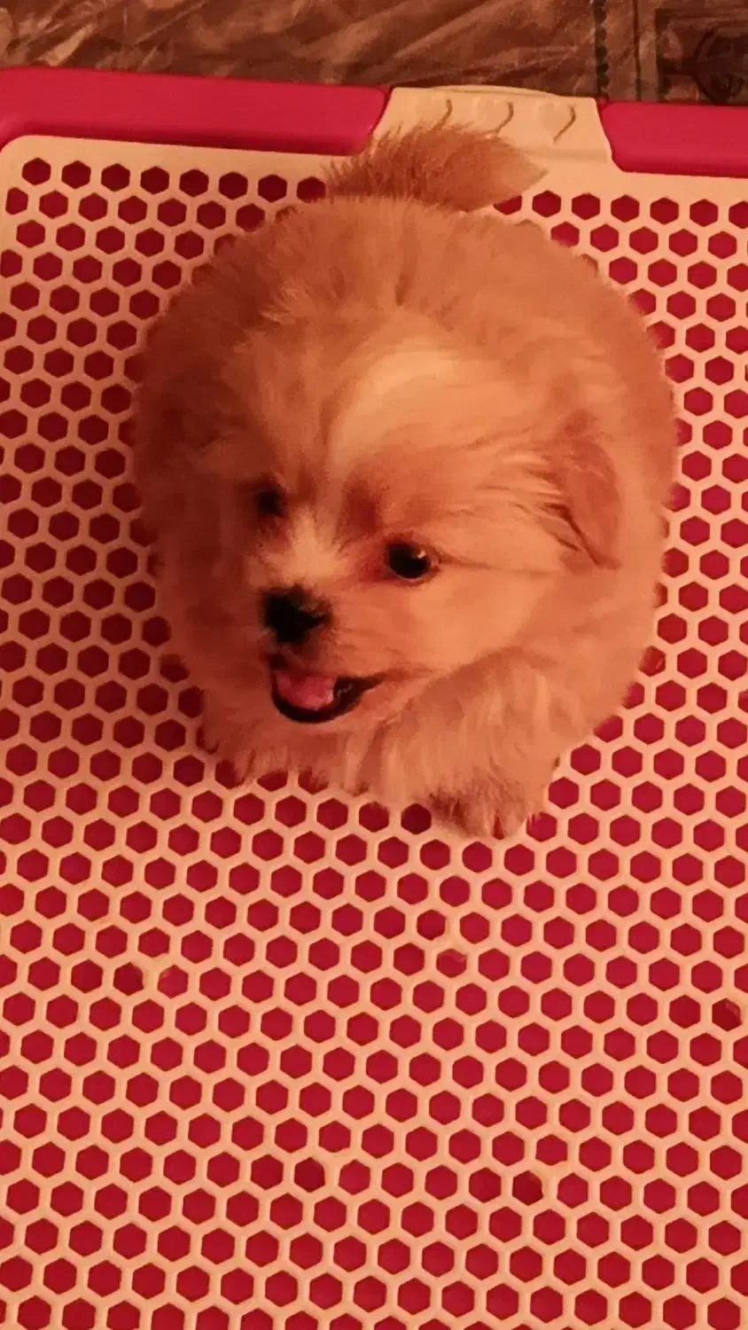 هاپو کوچولو نژاد شیتزو مالتیزو|سگ|رباطکریم, رباطکریم|دیوار