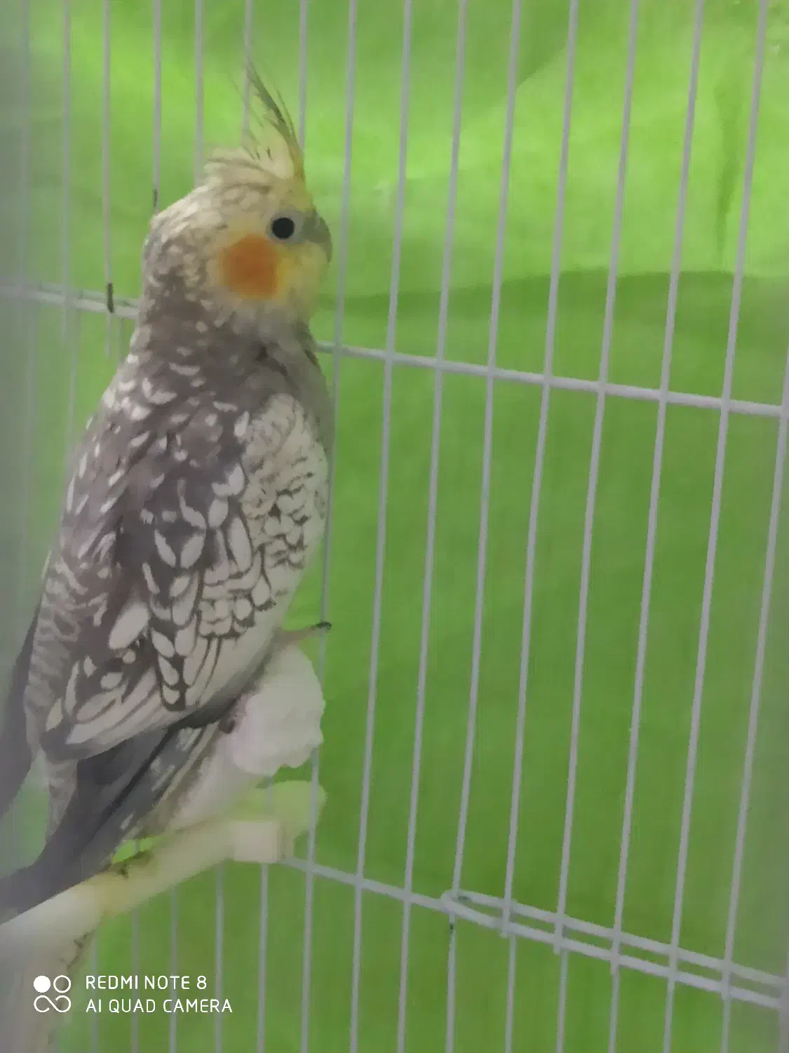 عروس هلندی نر|پرنده|شیروان (خراسان), |دیوار