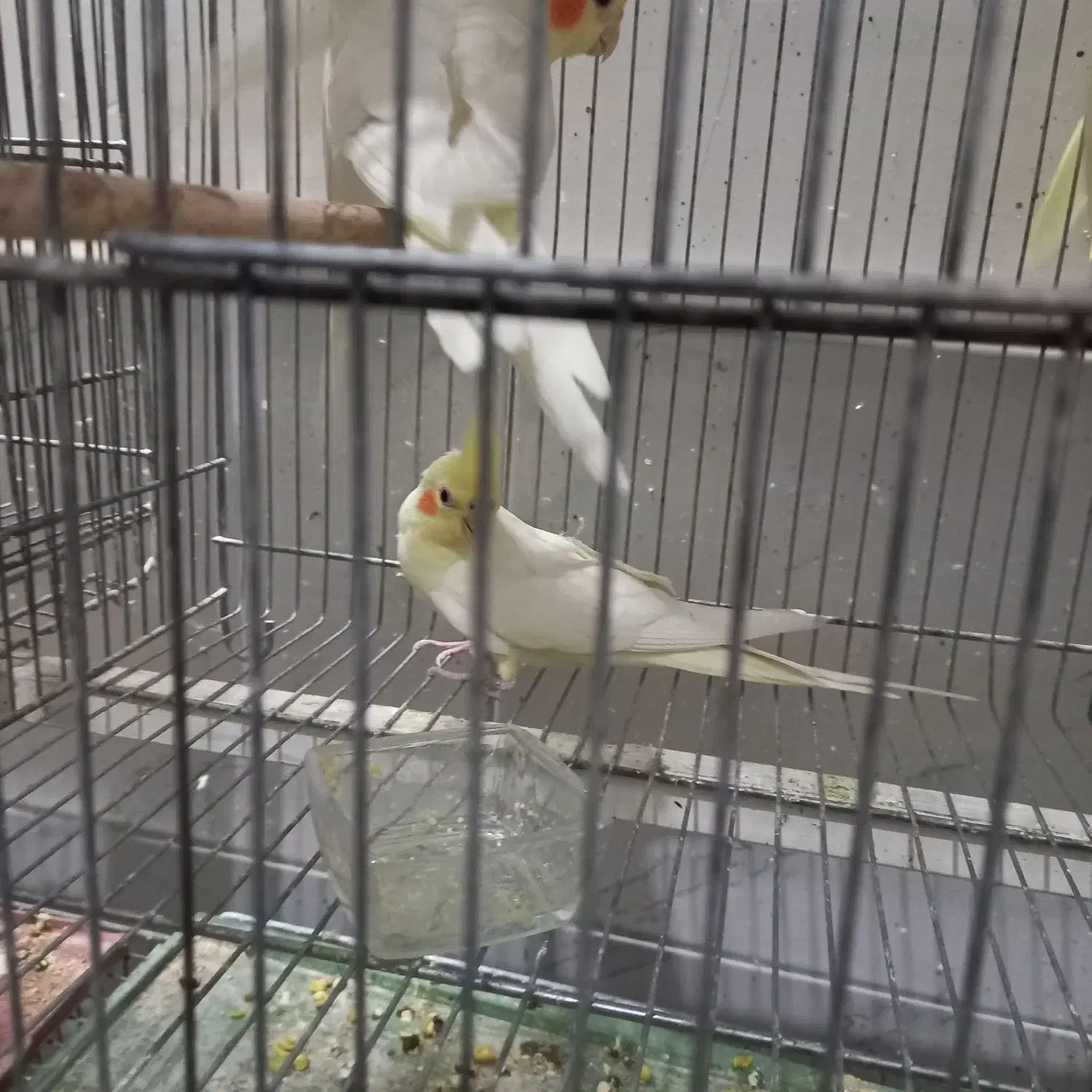 عروس هلندی|پرنده|قم, چهار امامزاده|دیوار