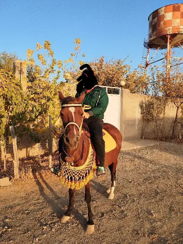 اسب|اسب و تجهیزات اسب‌سواری|درگزین, |دیوار