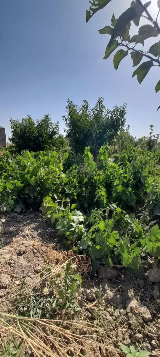 باغ ۴۰۰ متری|فروش زمین و ملک کلنگی|همدان, |دیوار