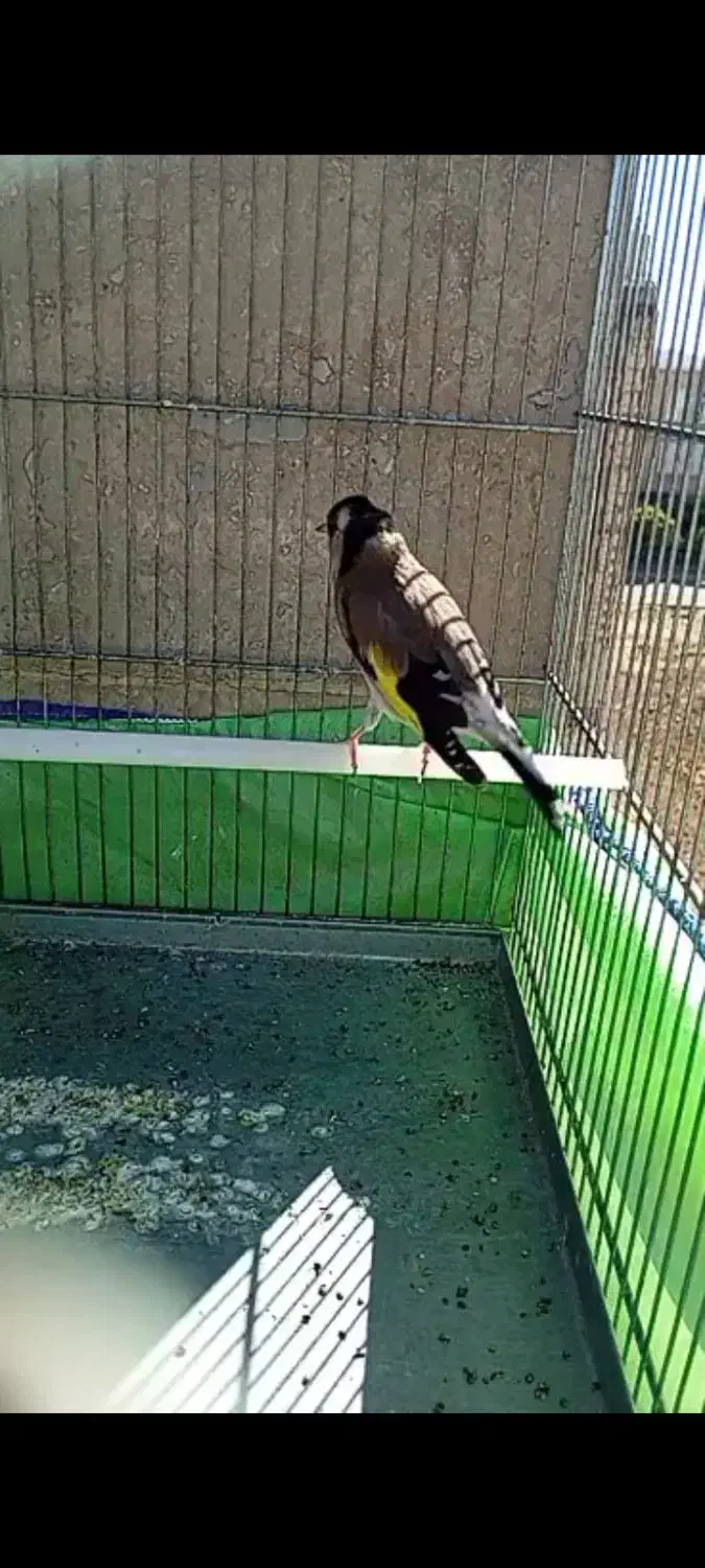 سهره نر جفتی|پرنده|تهران, مشیریه|دیوار