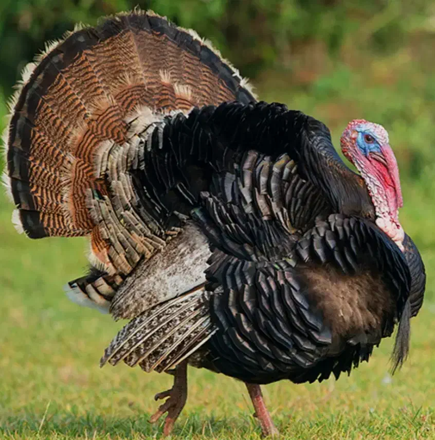 بوقلمون جوان یکساله|حیوانات مزرعه|دزفول, |دیوار