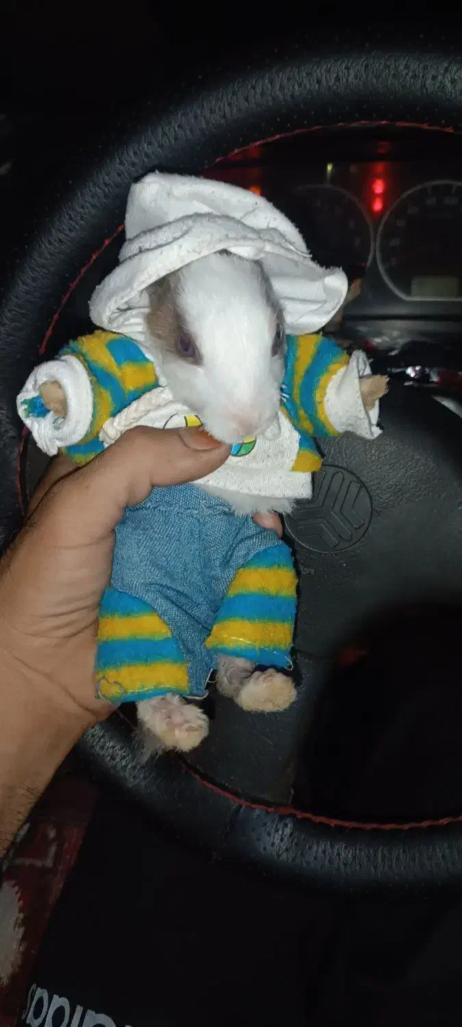 فروش|موش و خرگوش|فردوس (خراسان), |دیوار