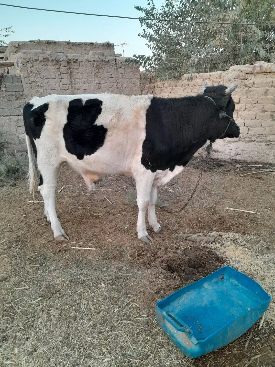 گاونر پلواری|حیوانات مزرعه|لادیز, |دیوار