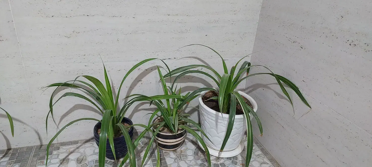 گل طبیعی|گل و گیاه طبیعی|نیشابور, بنیاد شهید|دیوار