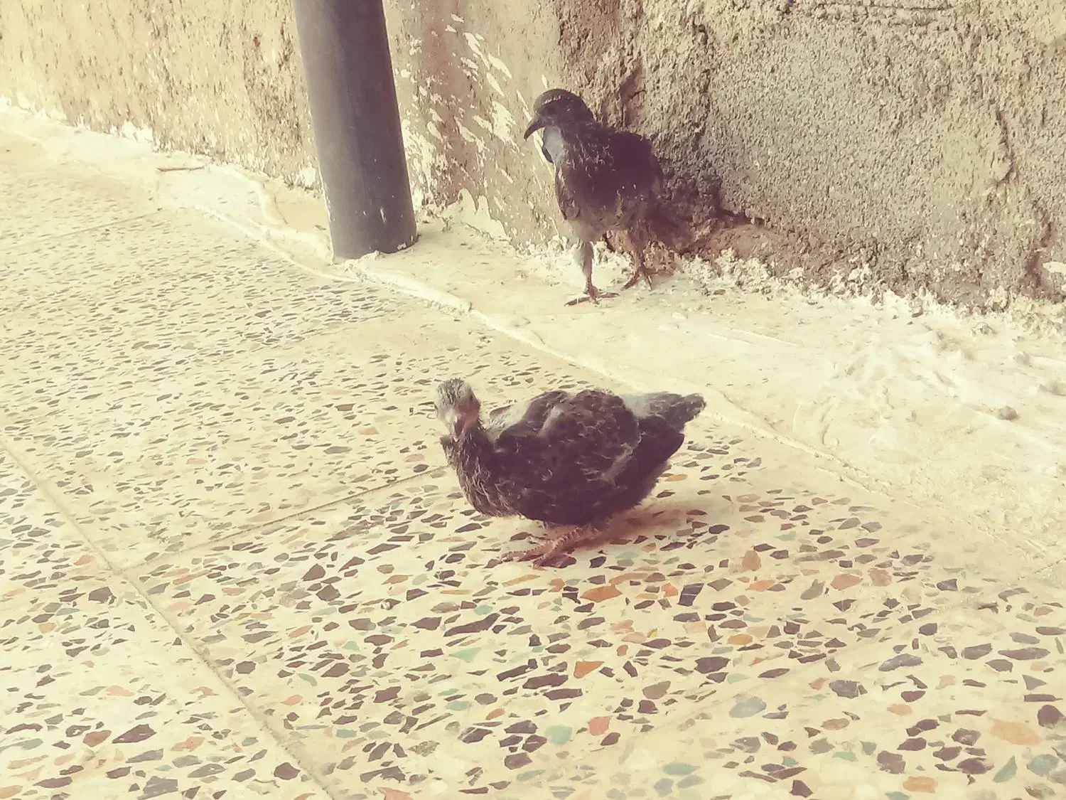 چند عدد کبوتر پرشتی|پرنده|ویسیان, |دیوار