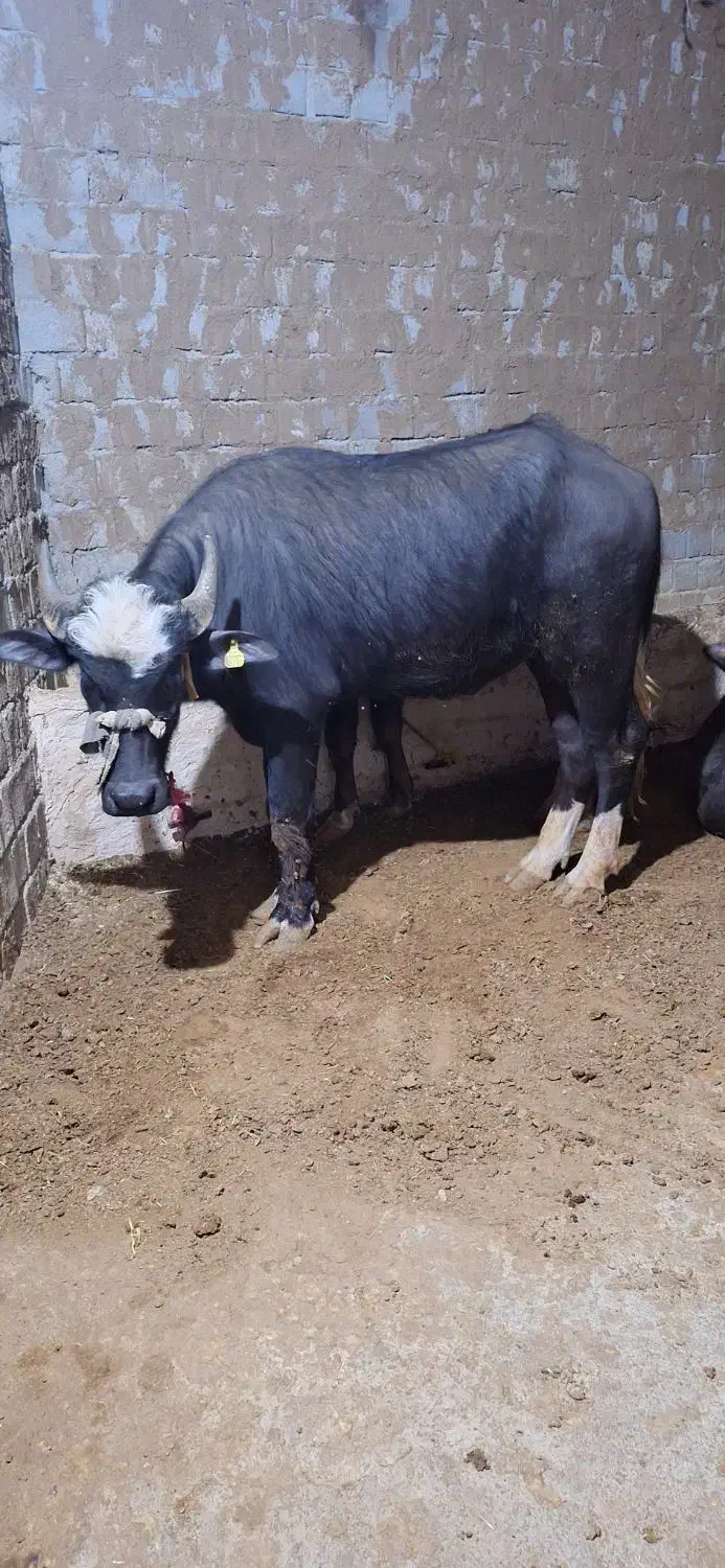 گاومیش نر|حیوانات مزرعه|محمدبار, |دیوار