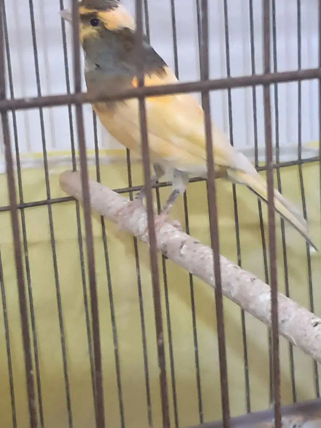 قناری نر|پرنده|برخوار, |دیوار