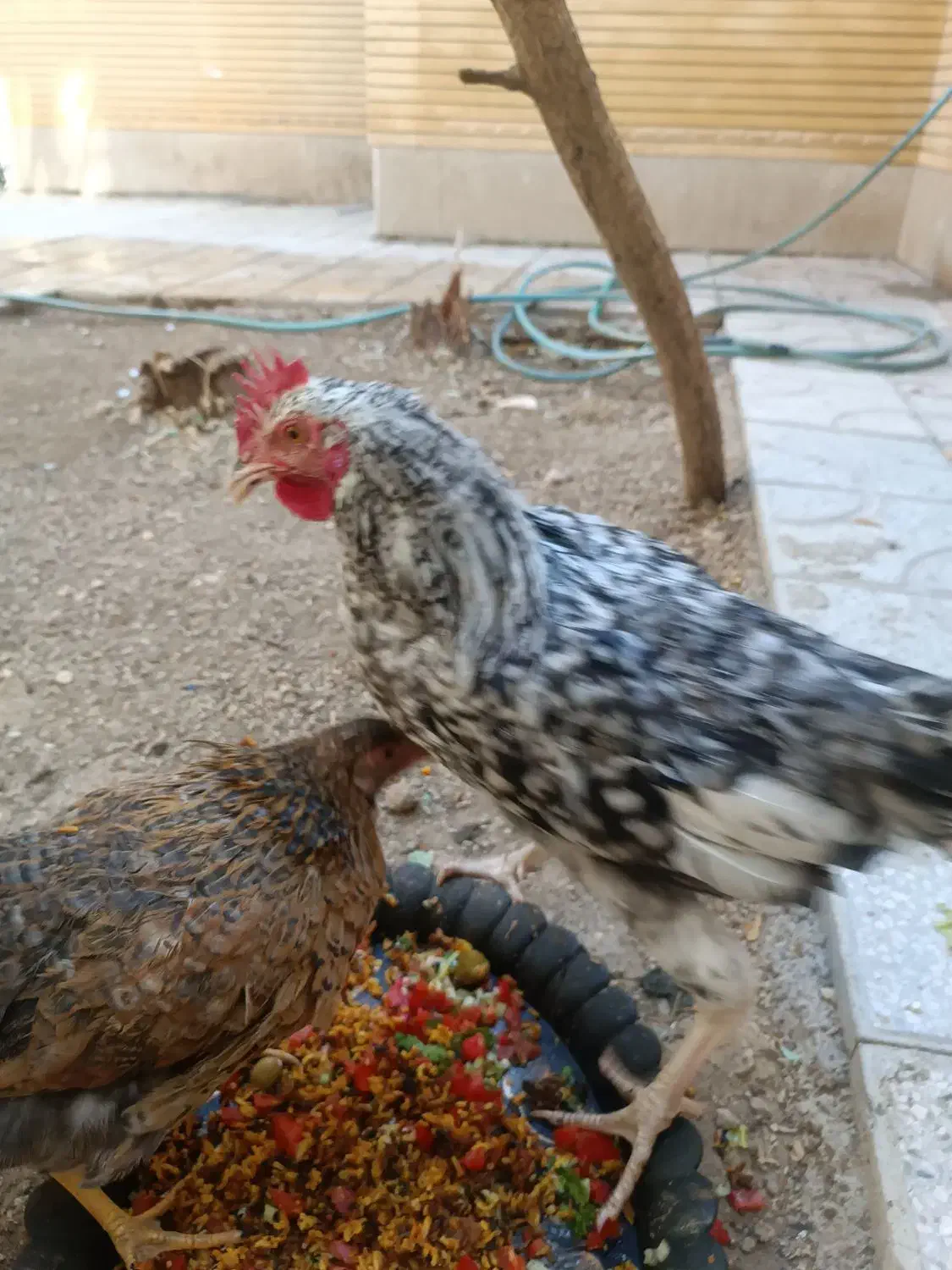 مرغ وخروس|حیوانات مزرعه|اقلید, |دیوار