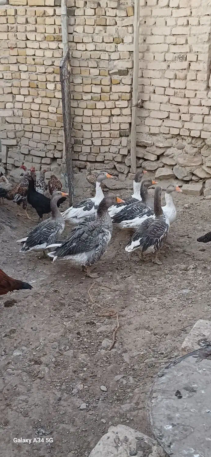غاز|حیوانات مزرعه|ساروق, |دیوار
