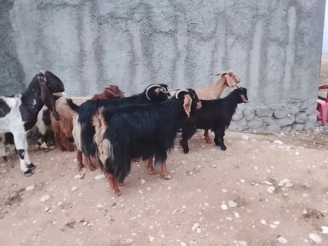 دوبز داشتی مهران|حیوانات مزرعه|مهران (ایلام), |دیوار