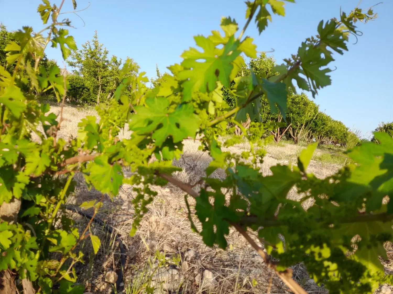 نهالستان حسینی|خدمات باغبانی و درختکاری|یاسوج, |دیوار