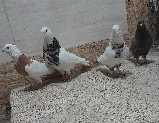 کبوتر۴تا نر. وماده   رنگی.|پرنده|اهواز, کوی مندلی(سه راه خرمشهر)|دیوار