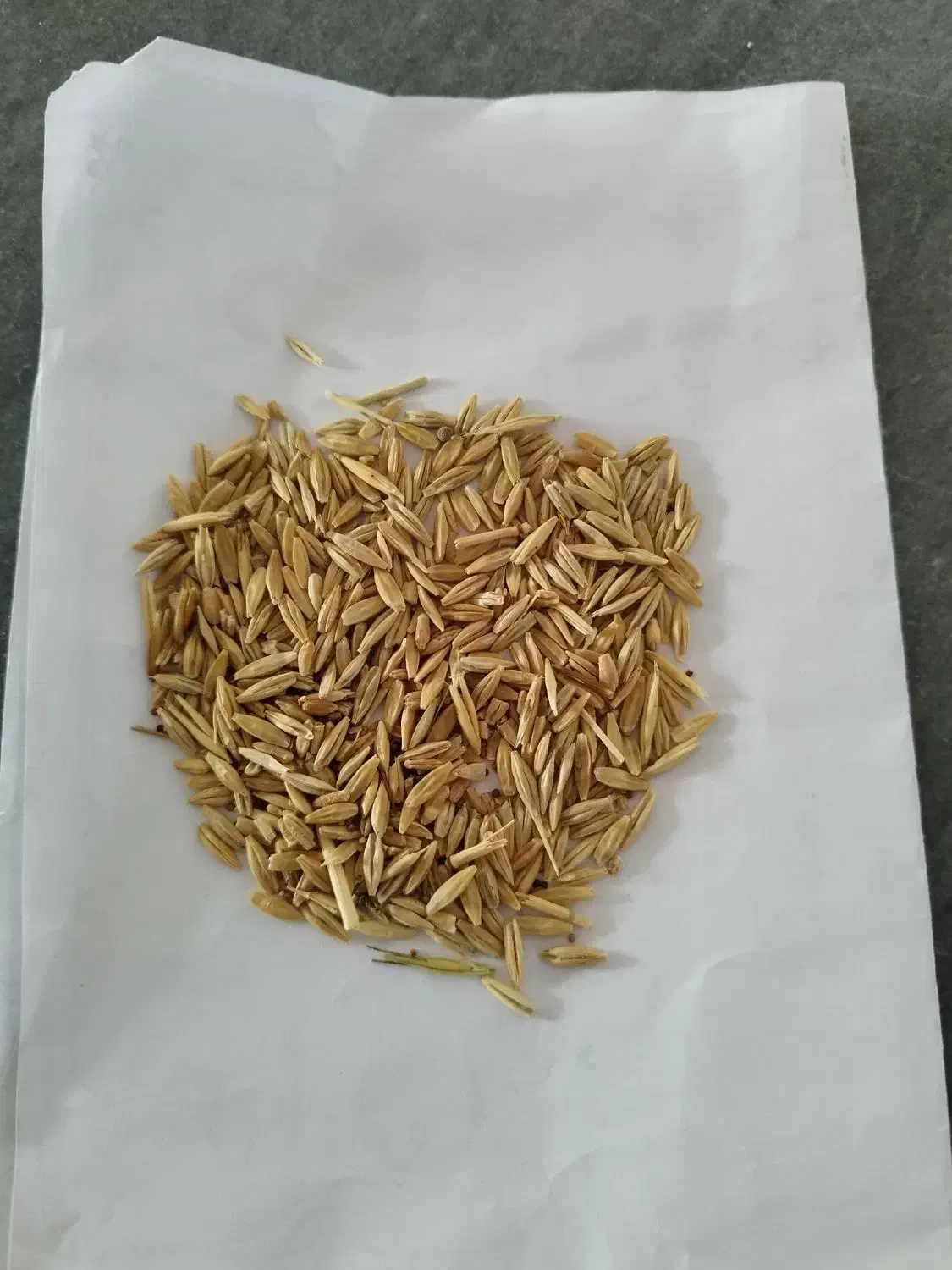 جو فروش|عمده‌فروشی|شباب, |دیوار